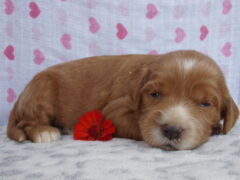 Photo3 for Snuggles