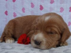 Photo1 for Snuggles