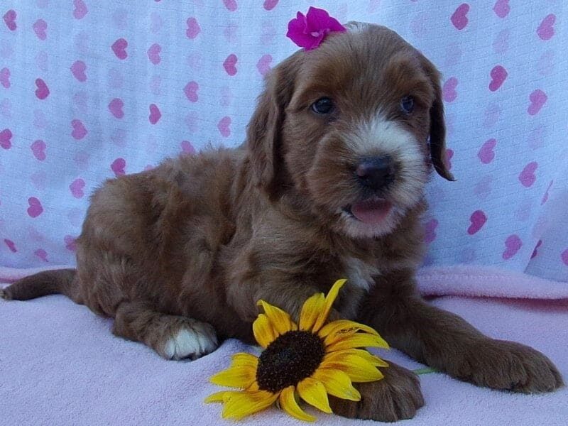 Snuggles, a Irish Goldendoodle puppy in Indiana.