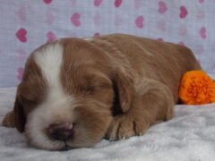 Photo4 for Sylvester