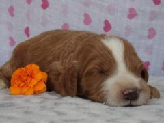 Photo1 for Sylvester