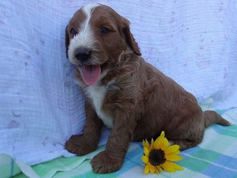 Sylvester, a Irish Goldendoodle puppy in Indiana.