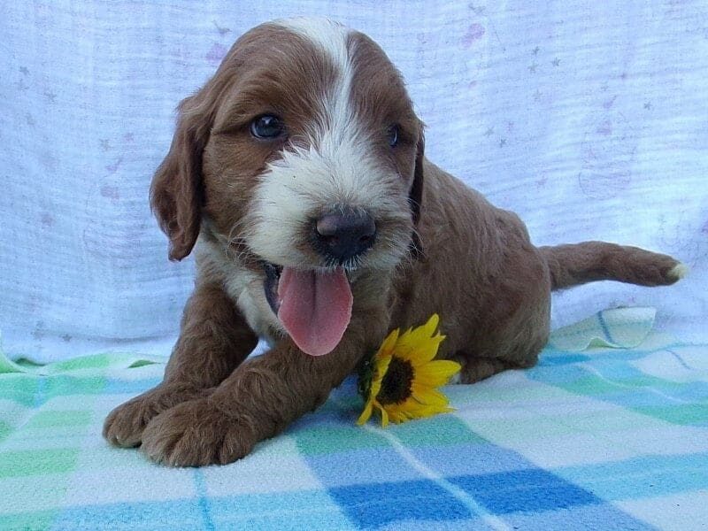 Sylvester, a Irish Goldendoodle puppy in Indiana.