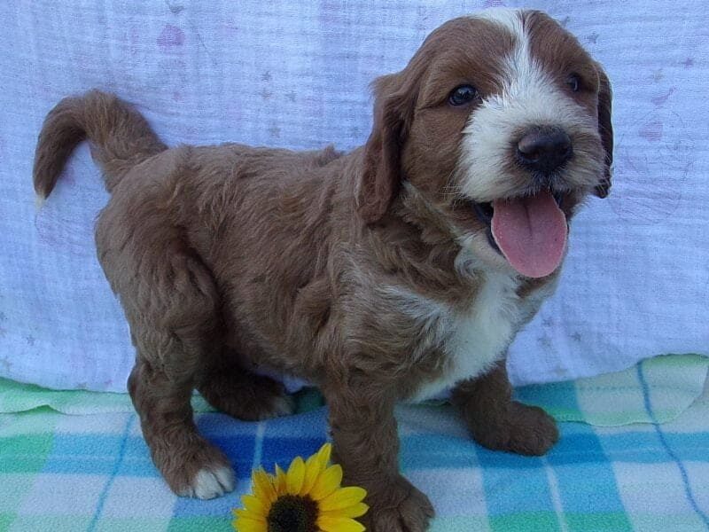 Sylvester, a Irish Goldendoodle puppy in Indiana.