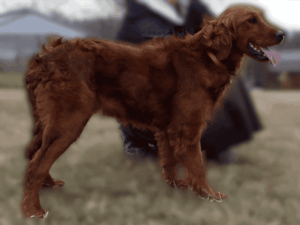 Sierra, our Irish Setter/Golden Retriever dam at Ramsey Creek Kennels