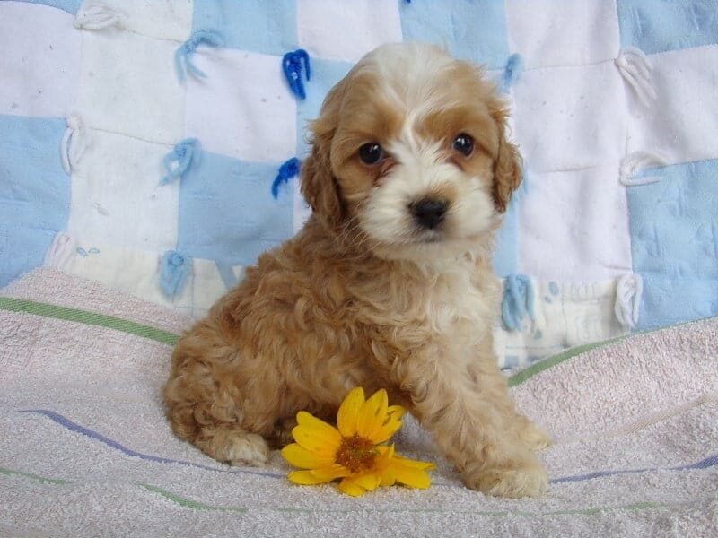 Karl, a Cockapoo puppy at Ramsey Creek Kennels in Indiana.