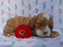 Photo4 for Kasper
