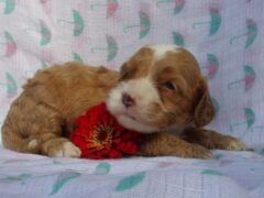 Photo3 for Kasper