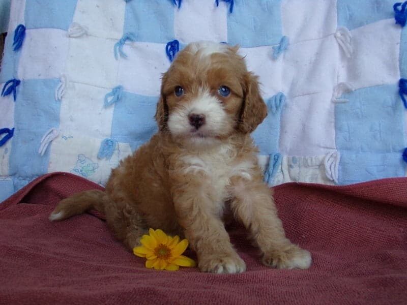 Kasper, a Cockapoo puppy in Indiana.