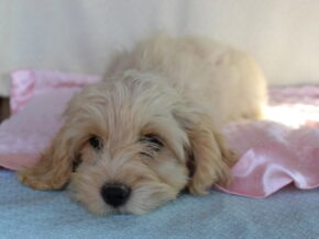 Kayla at Ramsey Creek Kennels