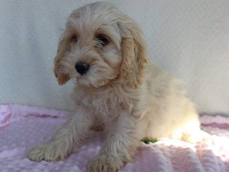 Kayla, a Cockapoo puppy in Indiana.