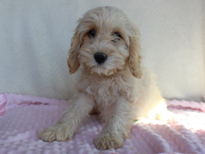 Kayla, a Cockapoo puppy in Indiana.