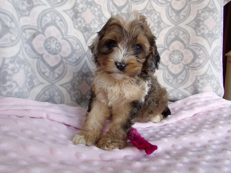 Kelsi, a Cockapoo puppy in Indiana.