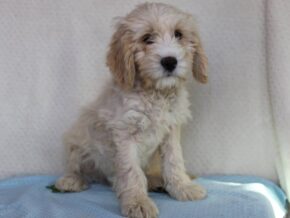 Koehn at Ramsey Creek Kennels