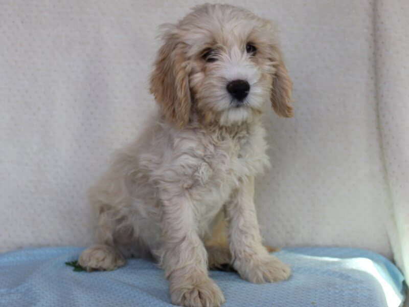 Koehn, a Cockapoo puppy in Indiana.