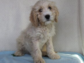 Koehn at Ramsey Creek Kennels