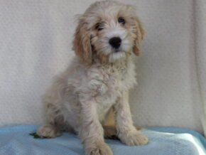 Koehn at Ramsey Creek Kennels