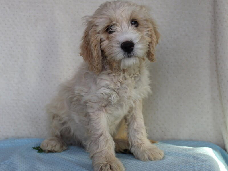 Koehn, a Cockapoo puppy in Indiana.