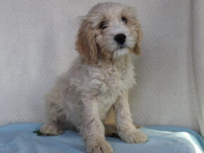Koehn at Ramsey Creek Kennels