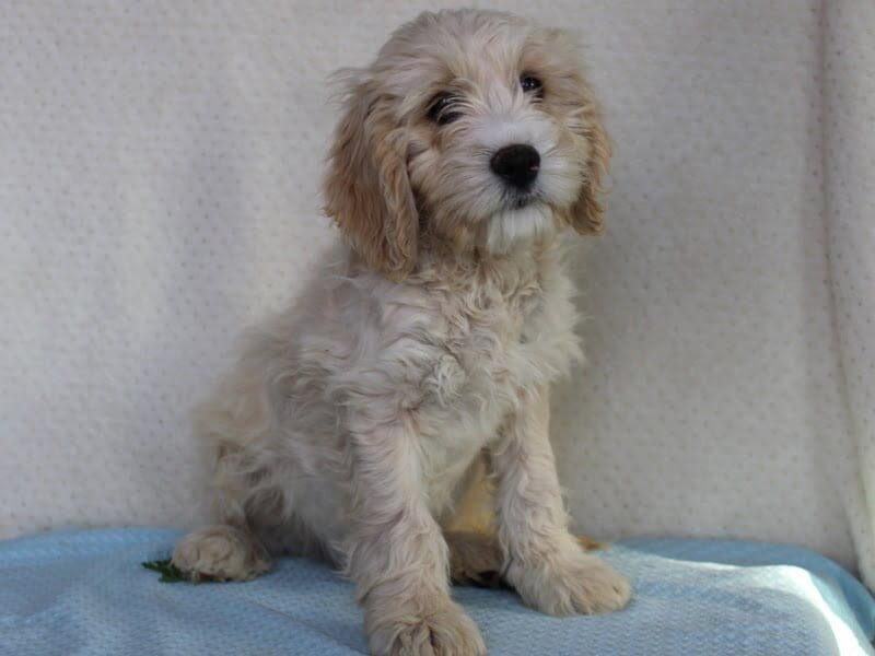 Koehn, a Cockapoo puppy in Indiana.