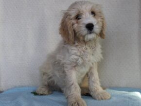 Koehn at Ramsey Creek Kennels