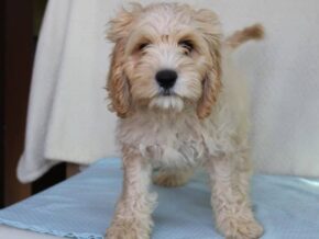 Kyler at Ramsey Creek Kennels