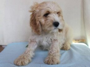 Kyler at Ramsey Creek Kennels