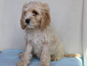 Kyler at Ramsey Creek Kennels