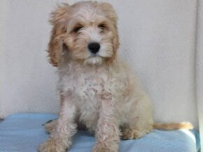 Kyler at Ramsey Creek Kennels