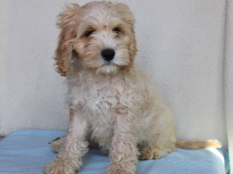 Kyler, a Cockapoo puppy in Indiana.