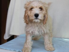 Kyler at Ramsey Creek Kennels