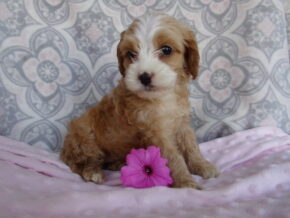 Kyli at Ramsey Creek Kennels