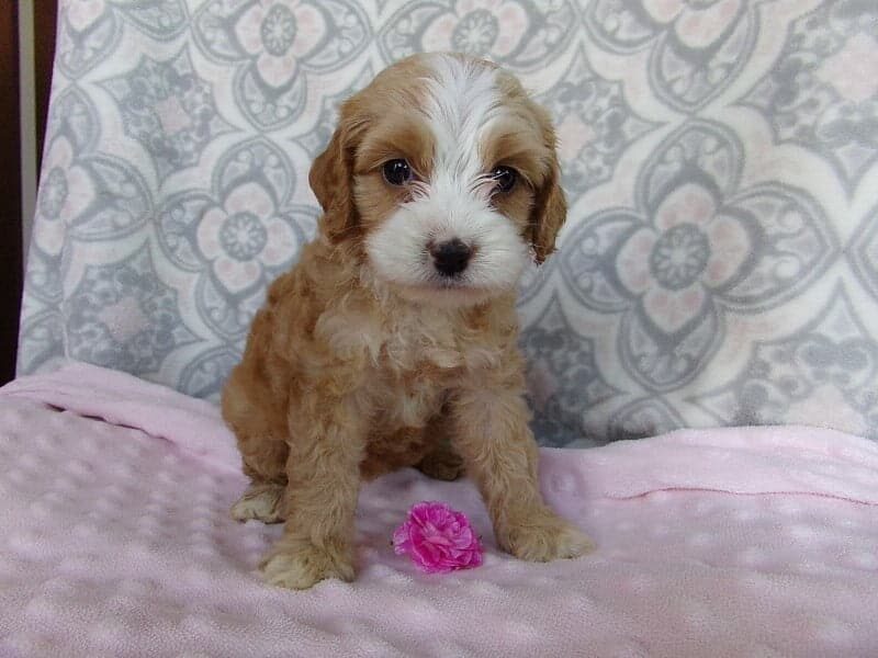 Kyli, a Cockapoo puppy in Indiana.