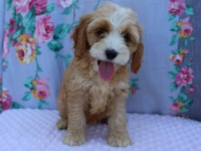 Kyli at Ramsey Creek Kennels