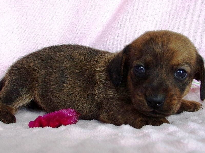 Dalia, a Mini Dachshund puppy at Ramsey Creek Kennels in Indiana.