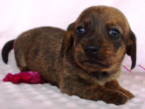Dalia at Ramsey Creek Kennels