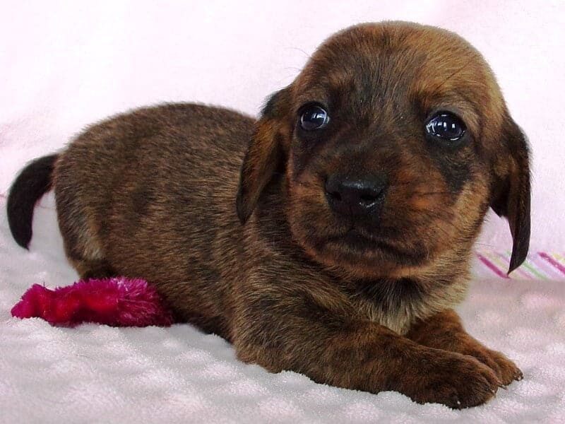 Dalia, a Mini Dachshund puppy at Ramsey Creek Kennels in Indiana.