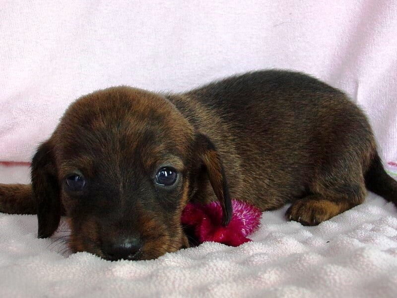 Dalia, a Mini Dachshund puppy at Ramsey Creek Kennels in Indiana.