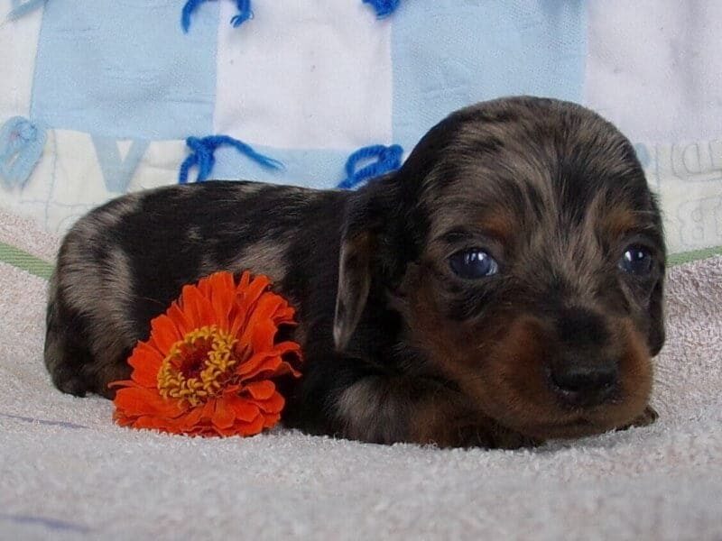 Dalton, a Mini Dachshund puppy at Ramsey Creek Kennels in Indiana.
