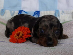 Dalton at Ramsey Creek Kennels
