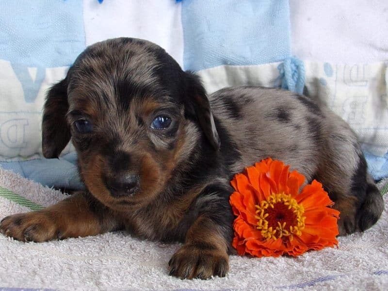 Dalton, a Mini Dachshund puppy at Ramsey Creek Kennels in Indiana.