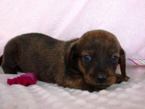 Dewdrop at Ramsey Creek Kennels