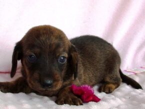 Dewdrop at Ramsey Creek Kennels