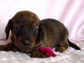 Dewdrop at Ramsey Creek Kennels