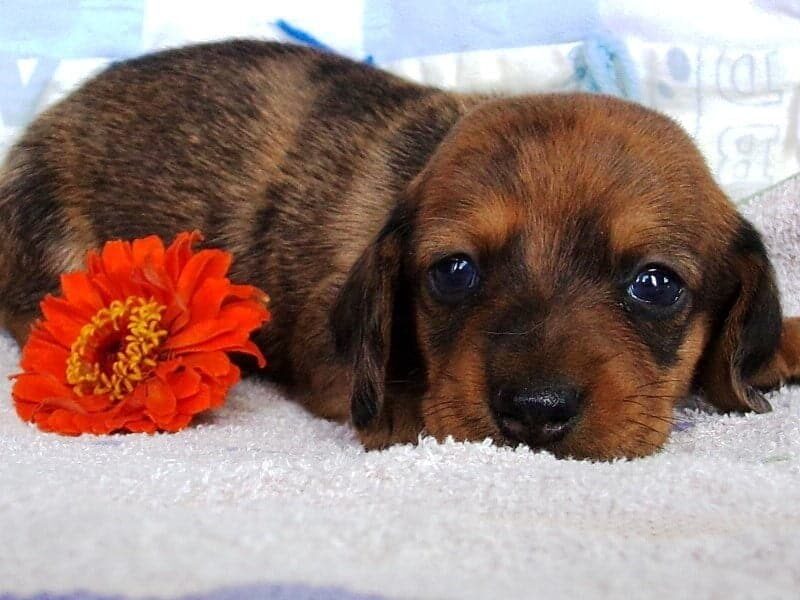 Dirk, a Mini Dachshund puppy at Ramsey Creek Kennels in Indiana.