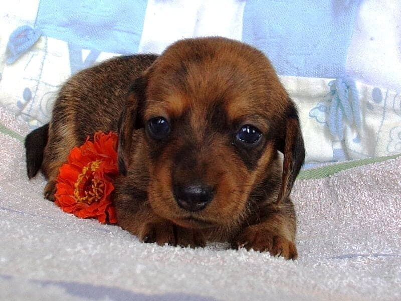 Dirk, a Mini Dachshund puppy at Ramsey Creek Kennels in Indiana.