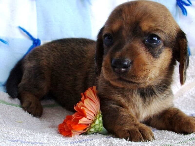 Dirk, a Mini Dachshund puppy at Ramsey Creek Kennels in Indiana.