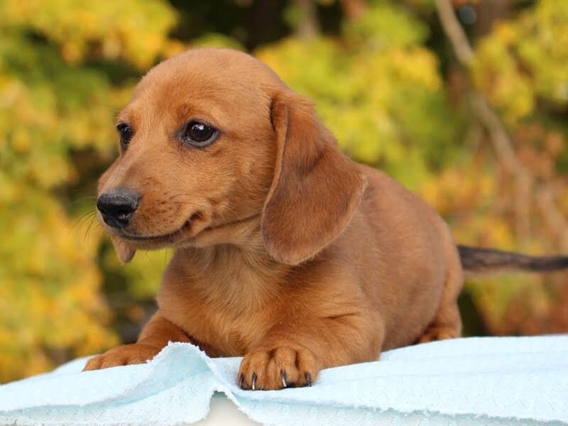 Madison, a Mini Dachshund puppy in Indiana.