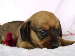 Maryland at Ramsey Creek Kennels