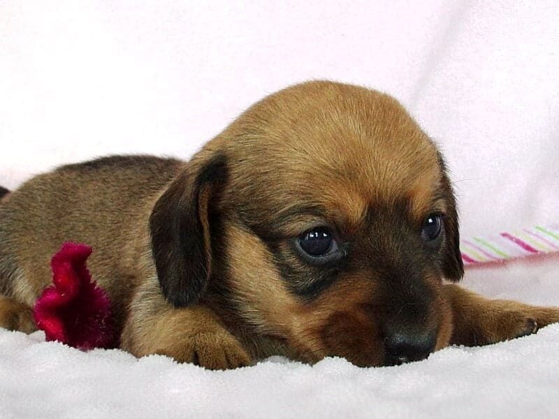 Maryland, a Mini Dachshund puppy at Ramsey Creek Kennels in Indiana.